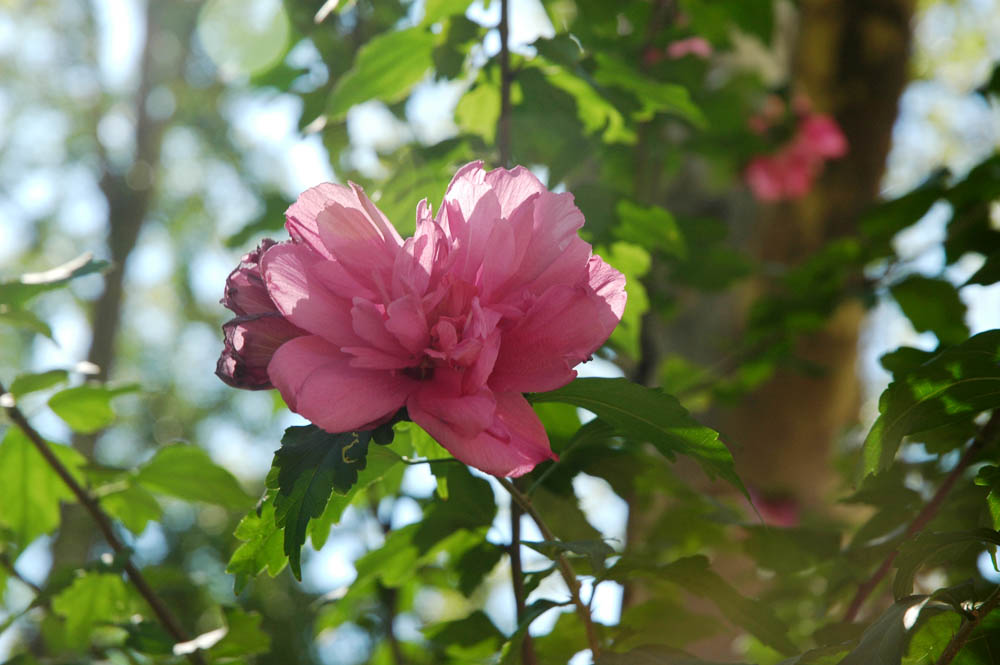 DSC_0340.JPG