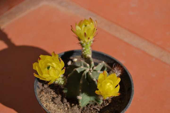 DSC_0356.JPG