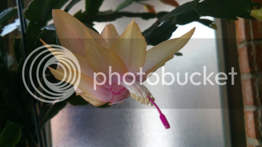DSC_0364_zpsfyry9i2d.jpg