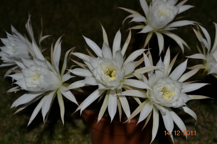 DSC_0371.JPG