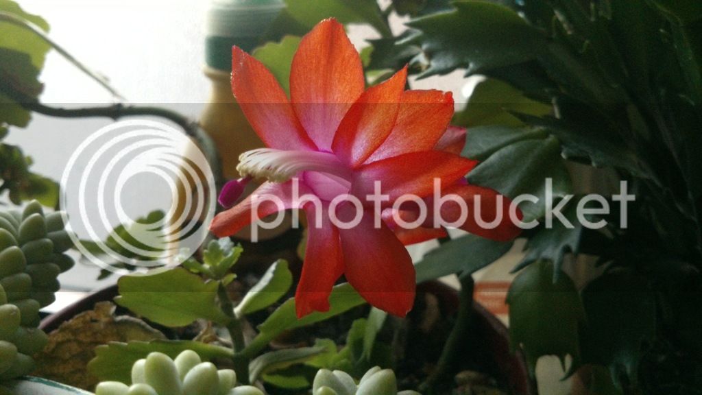 DSC_0372_zpshdocsiqx.jpg