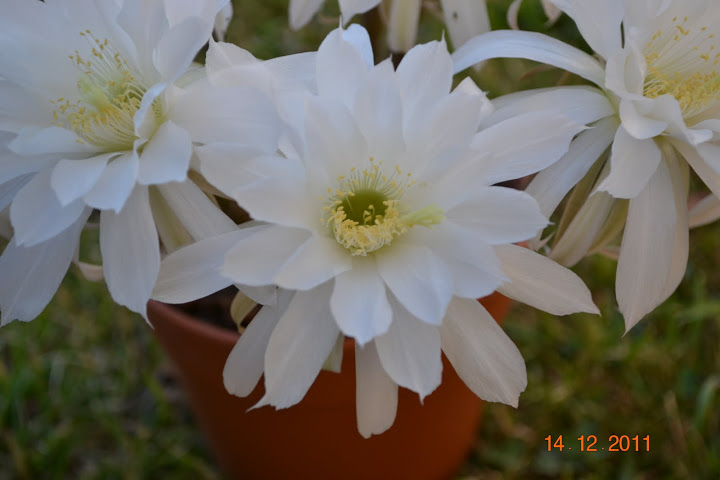 DSC_0381.JPG