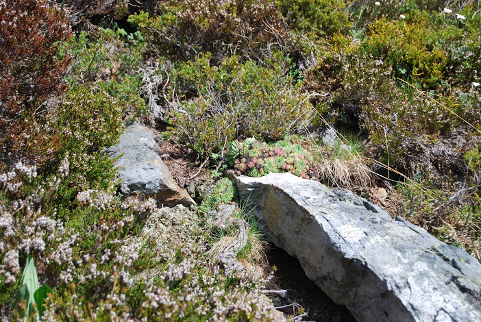 DSC_0385.JPG