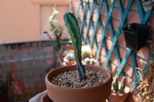 DSC_0386_Small_.JPG