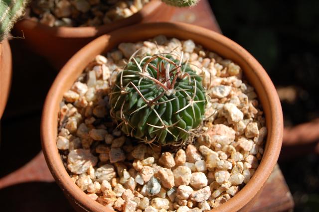 DSC_0387_Small_.JPG