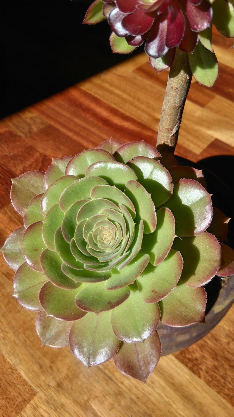 DSC_0406.JPG