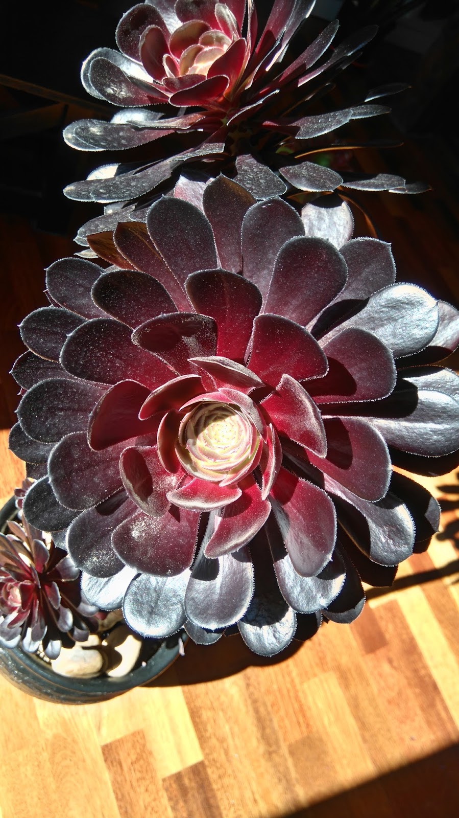 DSC_0408.JPG