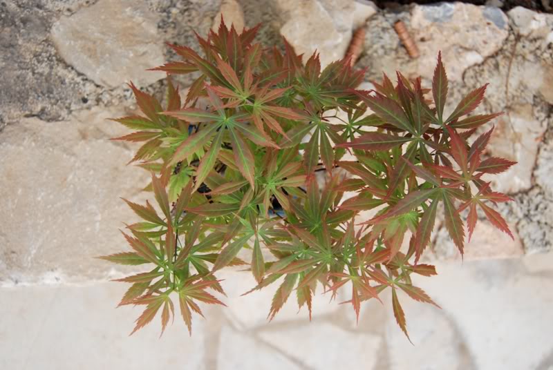 DSC_0409.jpg