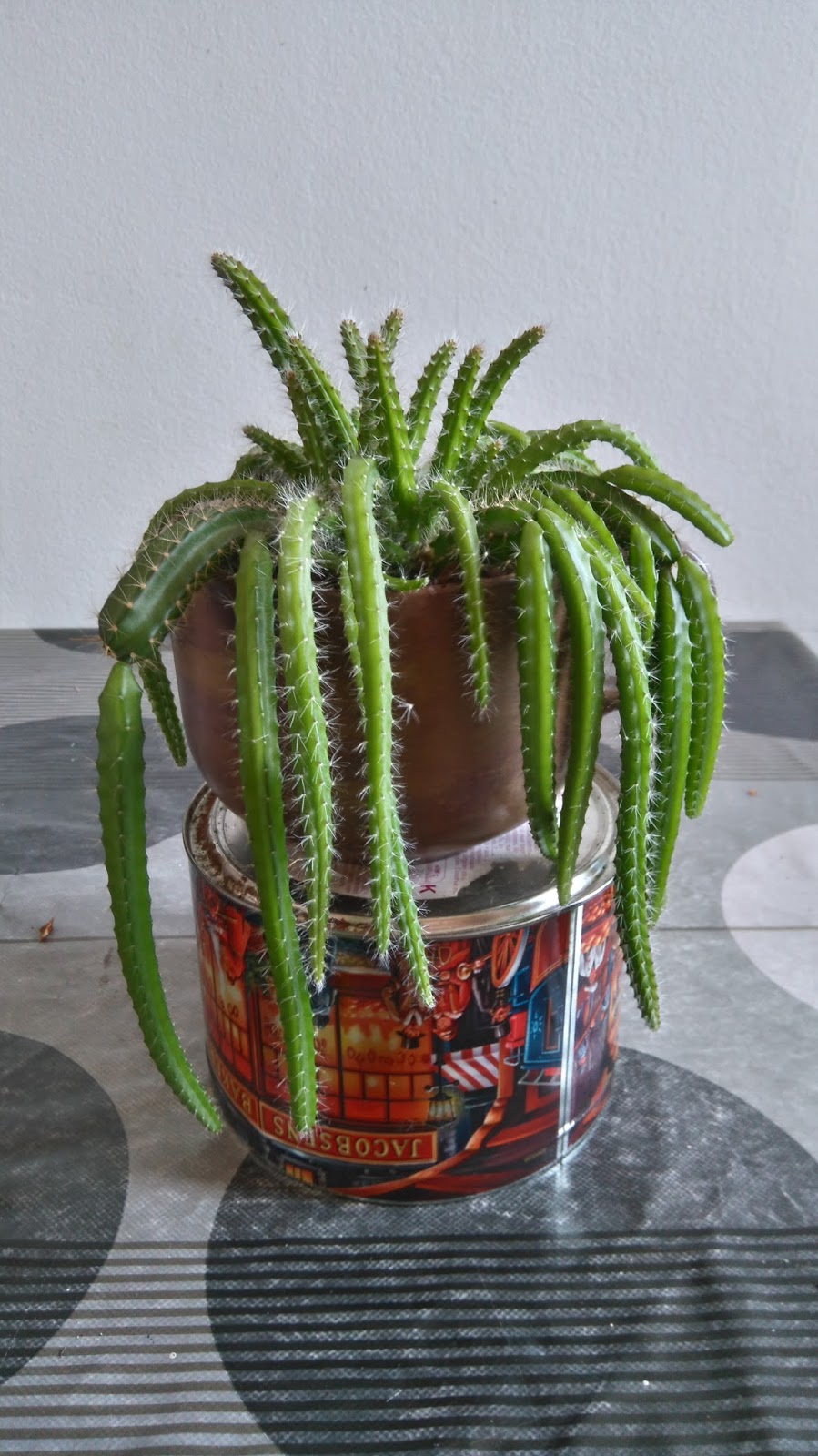 DSC_0412.JPG