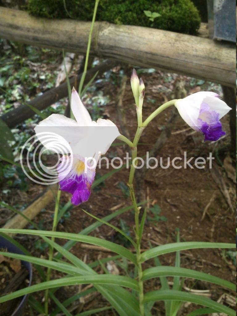 DSC_0412_zpsszpk4hpe.jpg