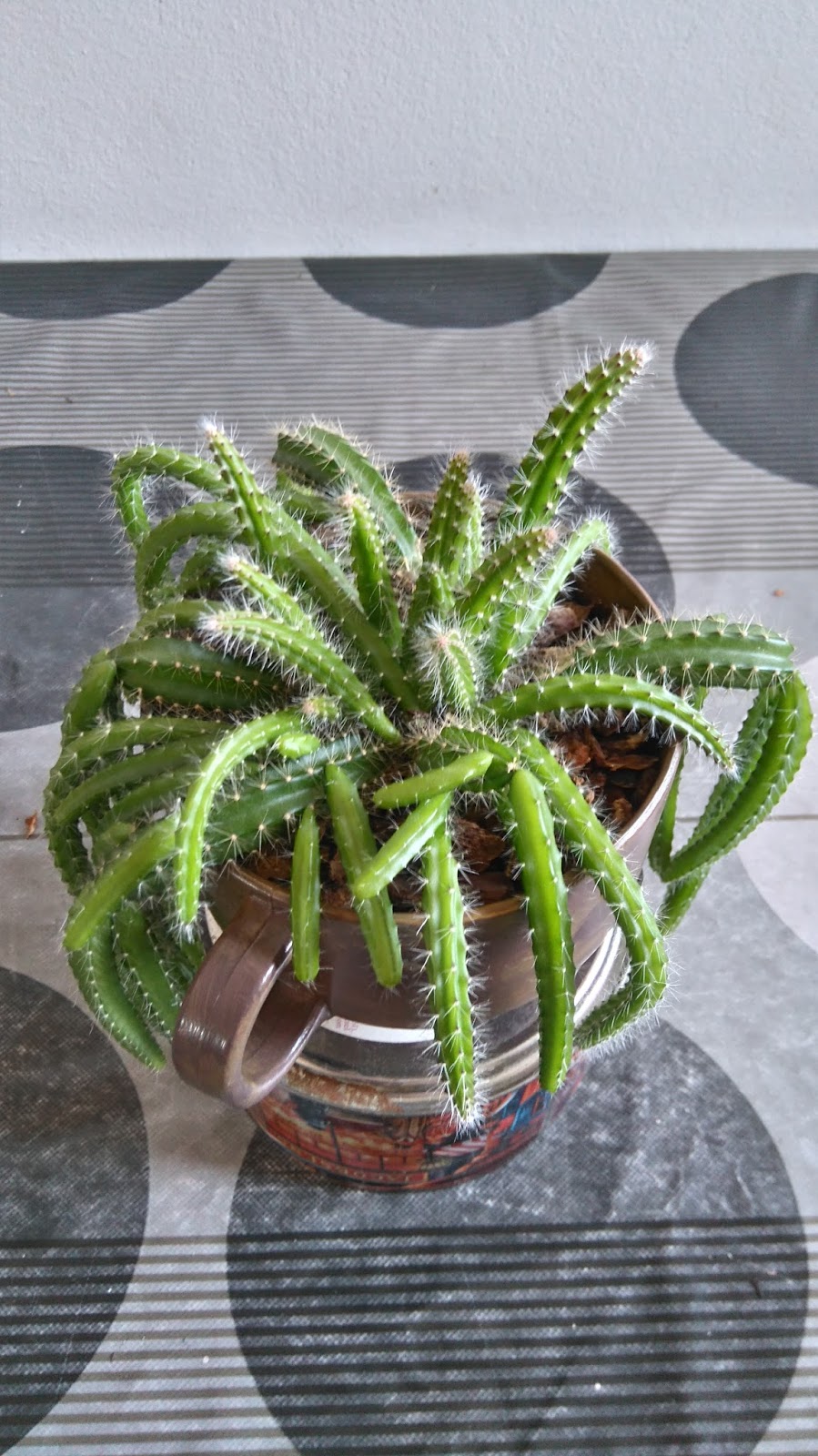 DSC_0414.JPG