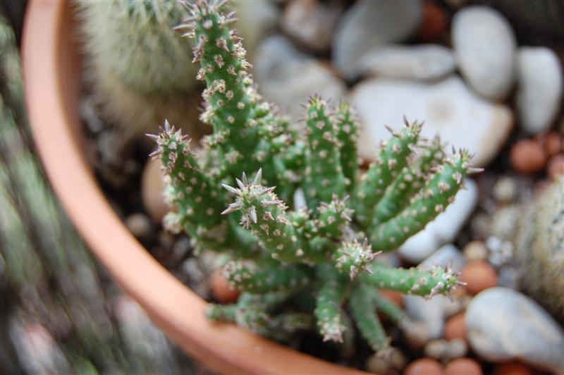 DSC_0422_Medium_.JPG