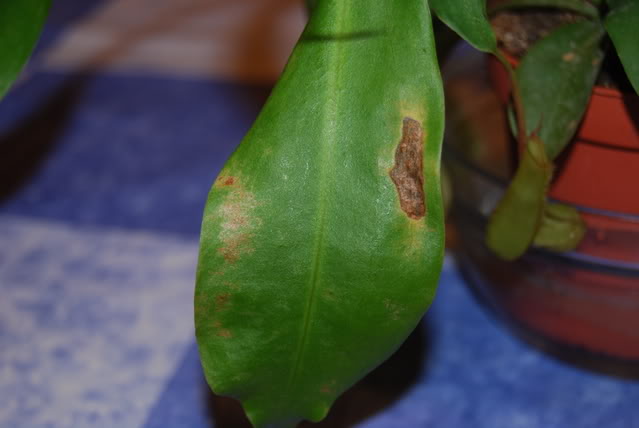 DSC_0433.jpg
