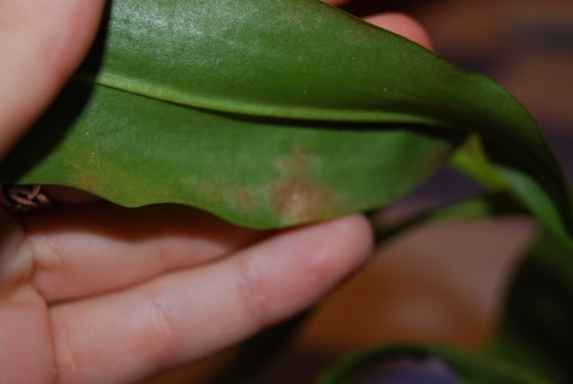 DSC_0435.jpg
