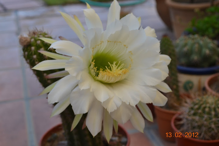 DSC_0435.JPG