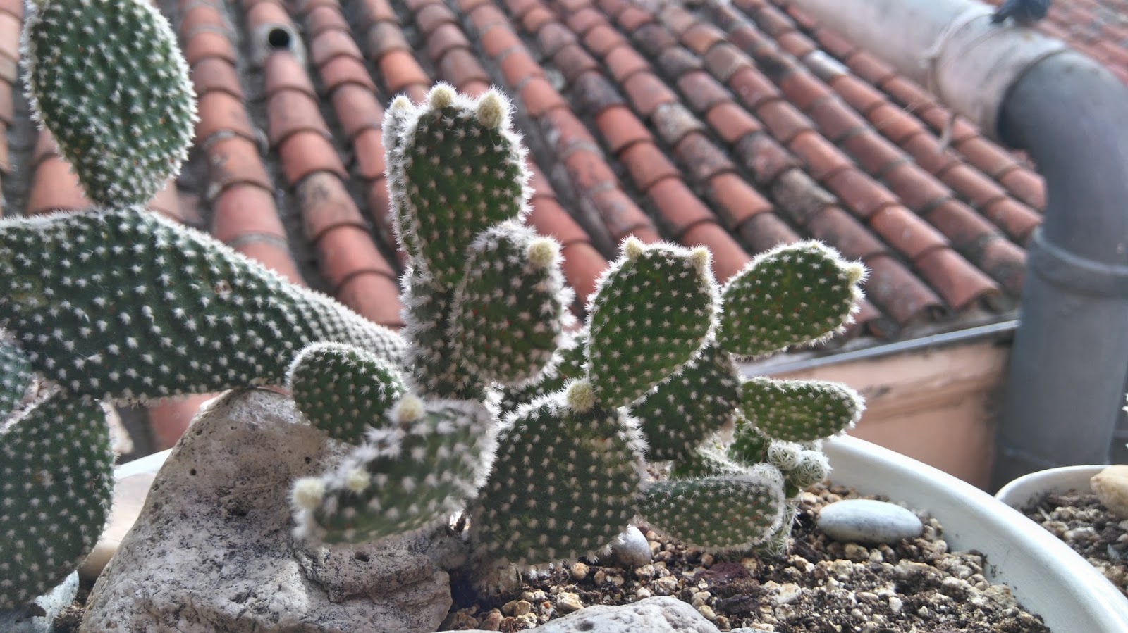 DSC_0435.JPG