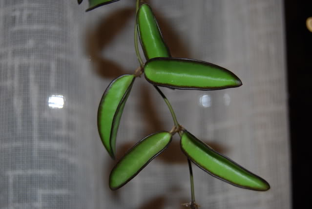 DSC_0436.jpg