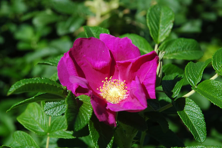 DSC_0452rec.jpg