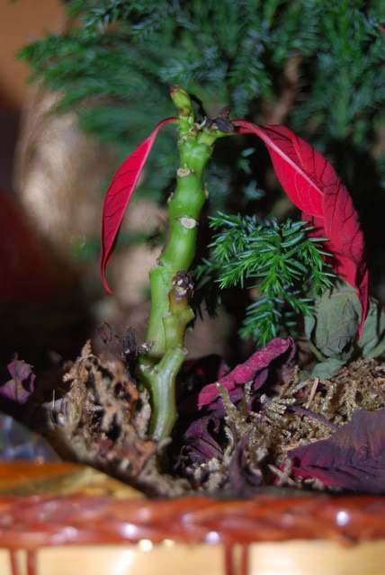 DSC_0492.jpg