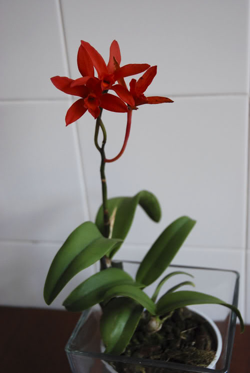 DSC_0495.jpg