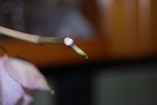 DSC_0499.jpg