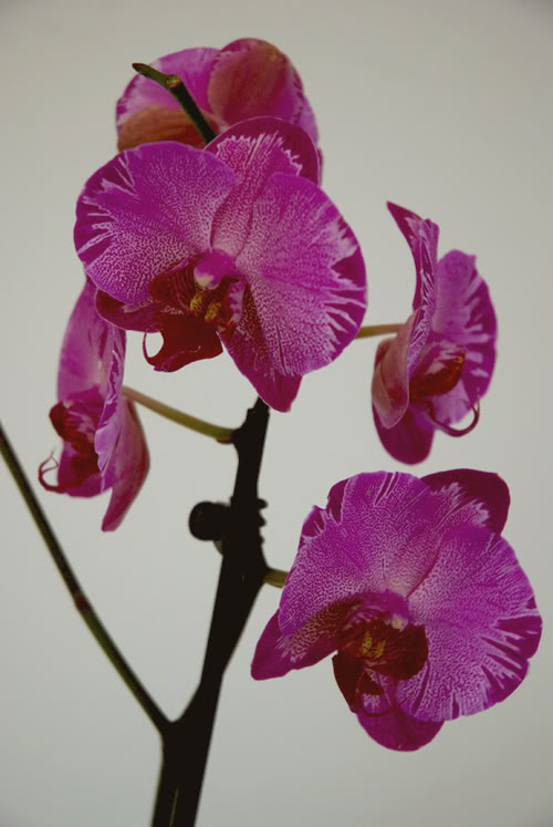 DSC_0499.jpg