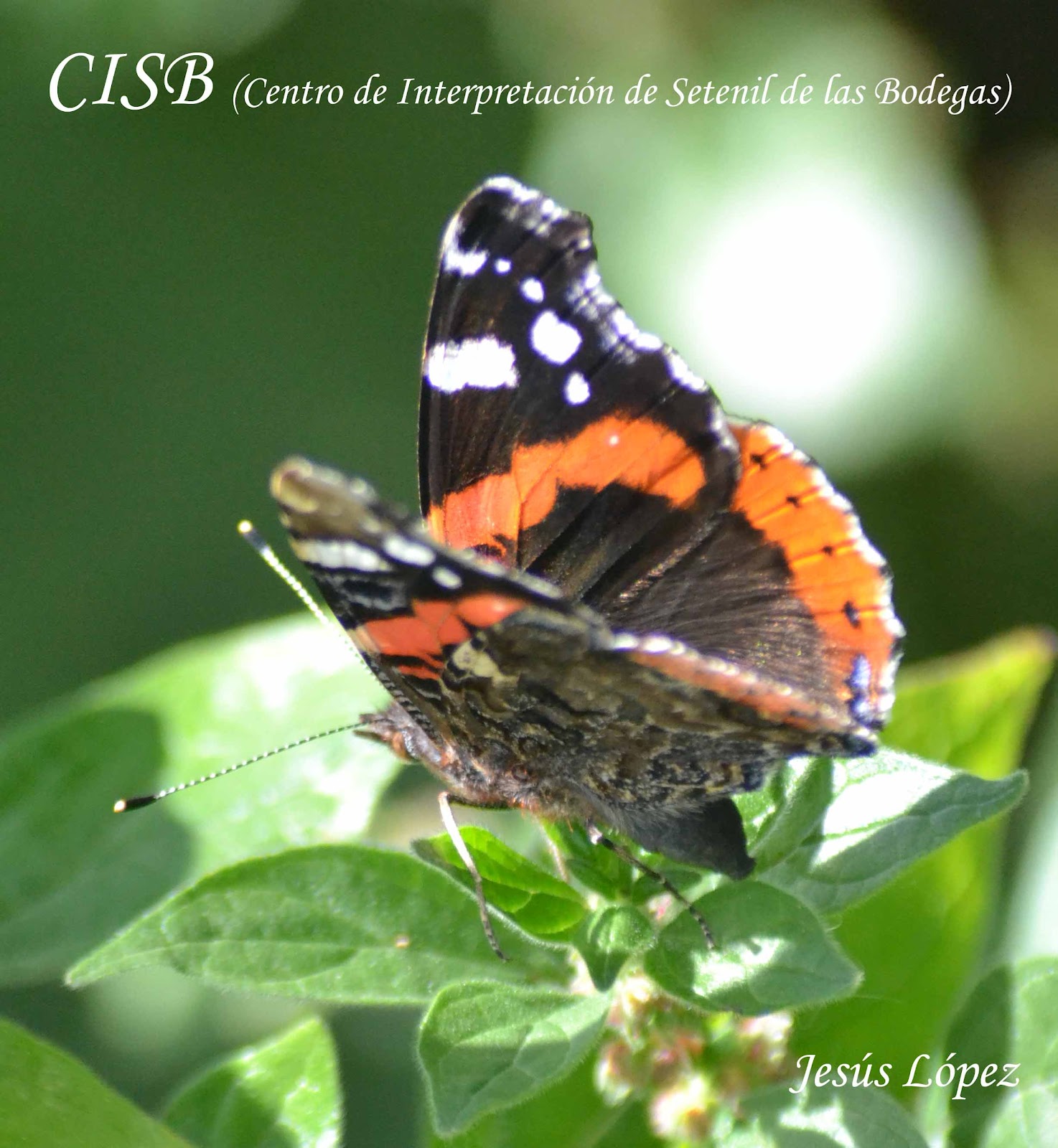 DSC_0540+copia.jpg