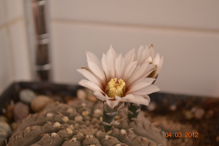 DSC_0590.JPG