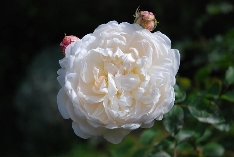 DSC_0667.jpg