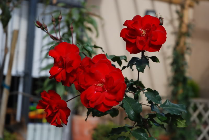 DSC_0668.jpg
