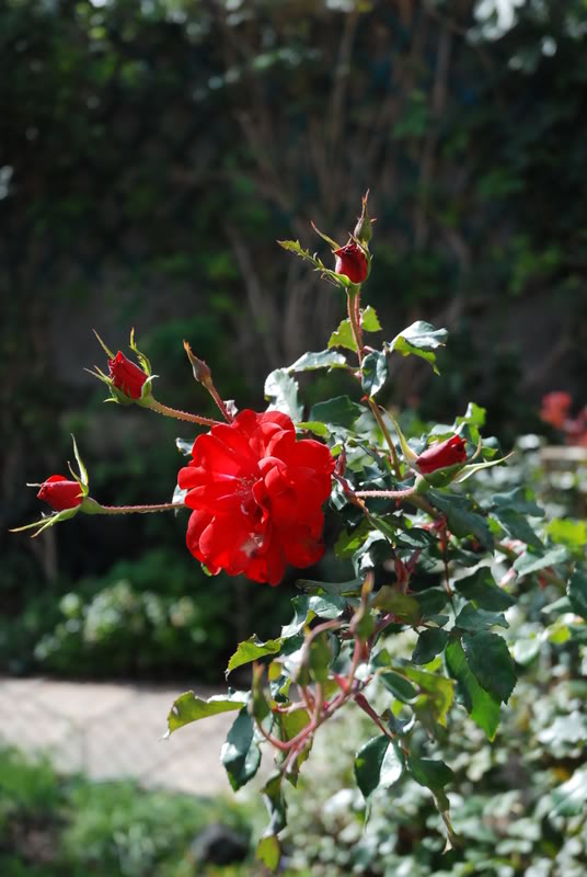 DSC_0676.jpg