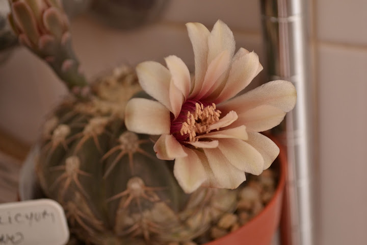 DSC_0763.JPG