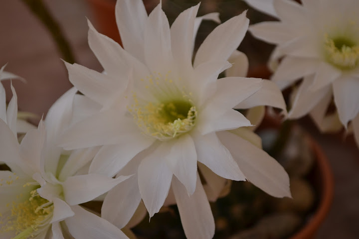 DSC_0785.JPG