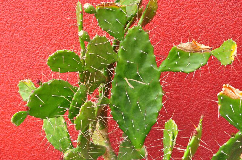 DSC_0791copia.jpg