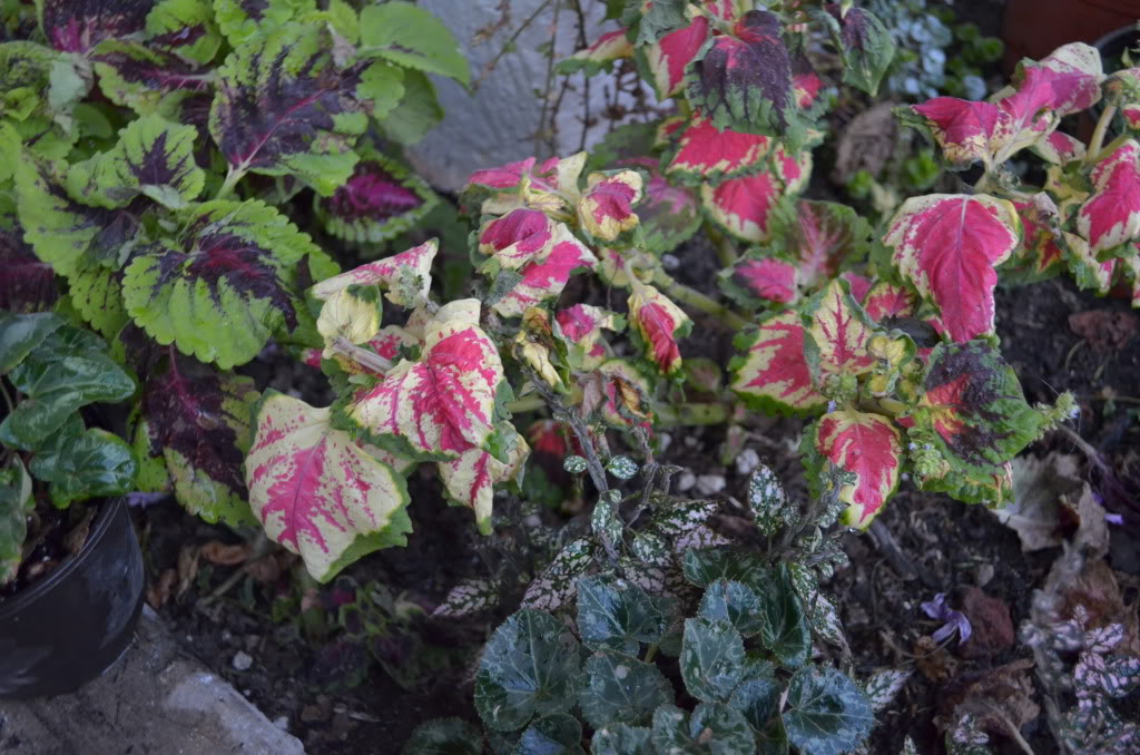DSC_0812.jpg