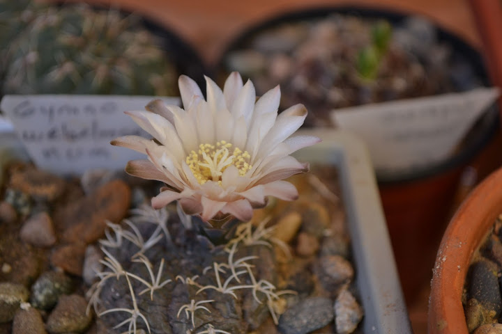 DSC_0813.JPG