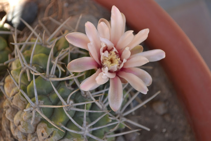 DSC_0817.JPG