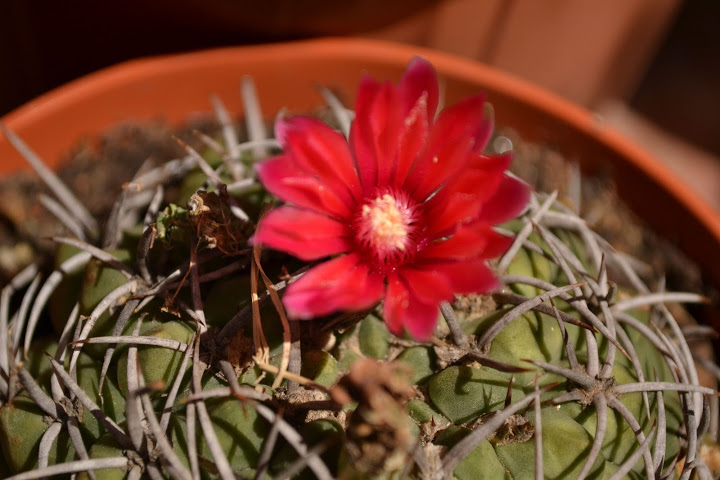 DSC_0819.JPG
