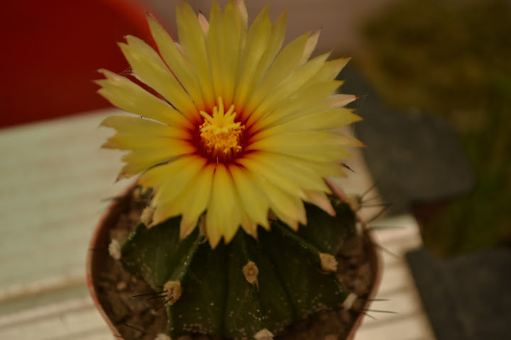 DSC_0826.JPG
