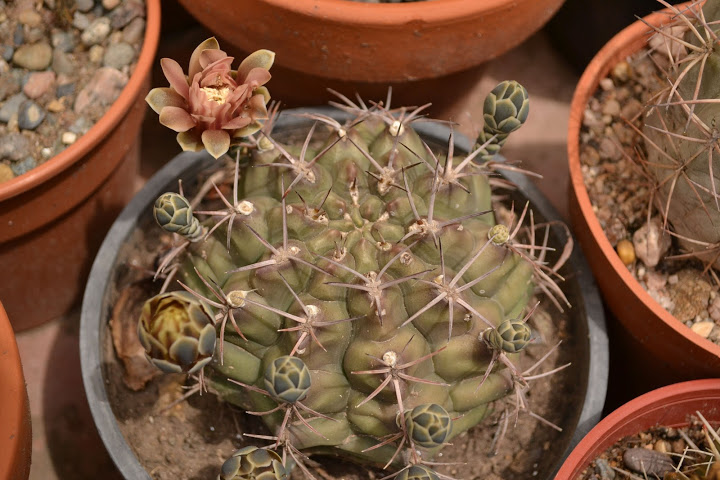 DSC_0858.JPG