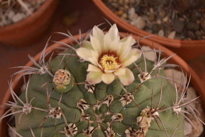 DSC_0889.JPG