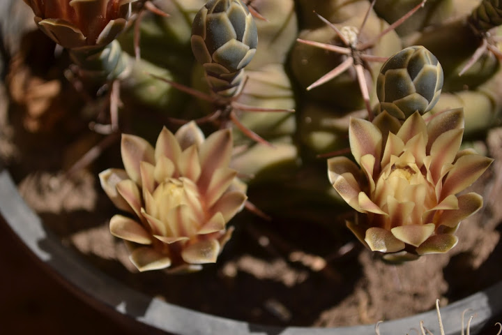 DSC_0900.JPG