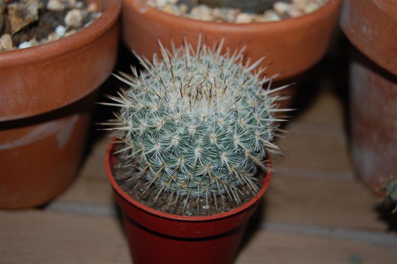 DSC_0957_Medium_.JPG
