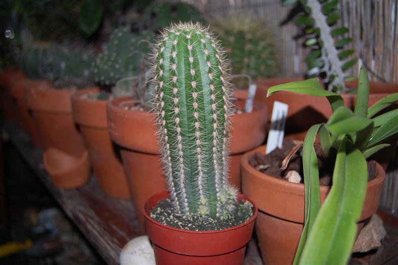 DSC_0962_Medium_.JPG