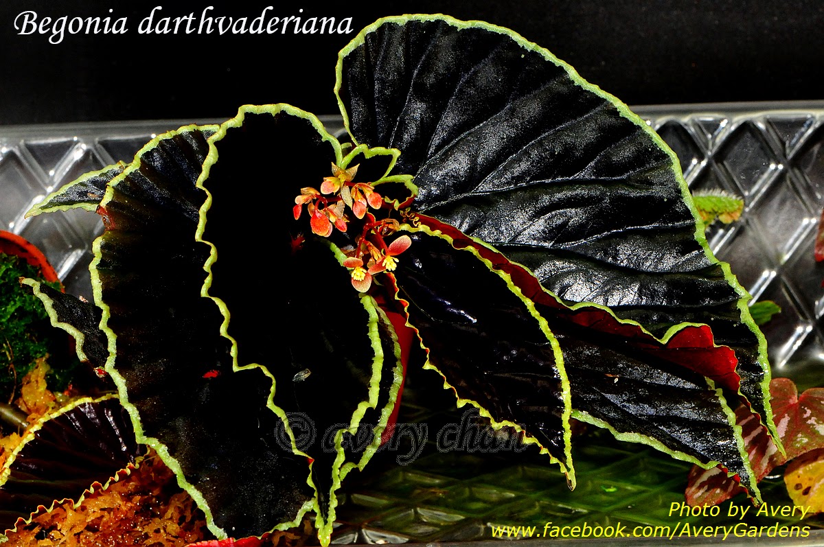 DSC_1069_nEO_IMGBegonia%2Bdarthvaderiana.jpg
