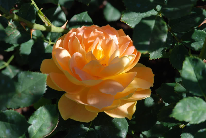 DSC_1176.jpg