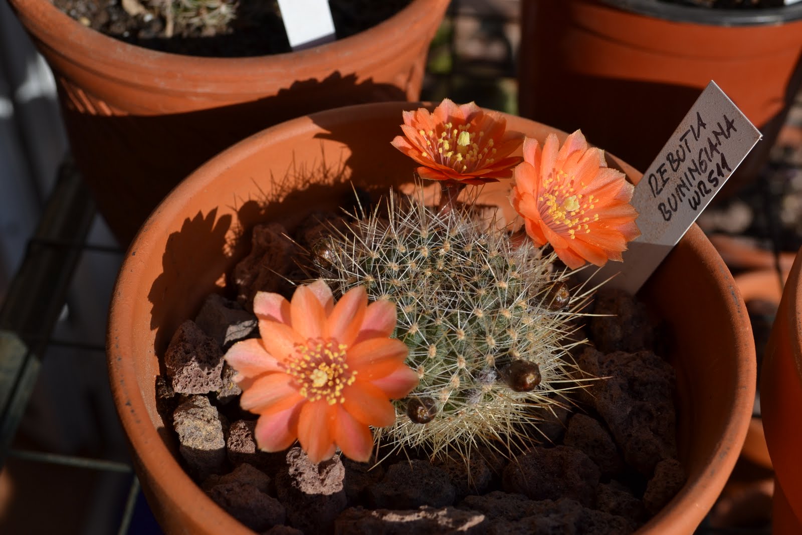 DSC_1281.JPG