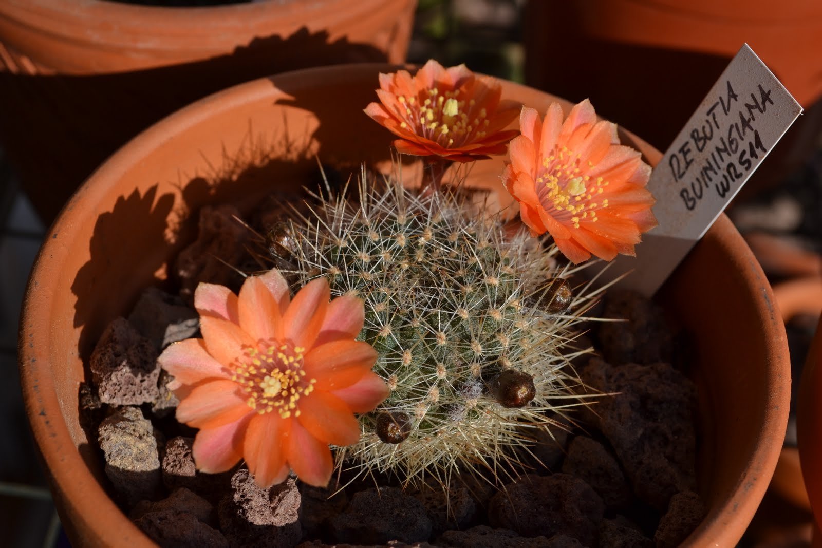 DSC_1282.JPG
