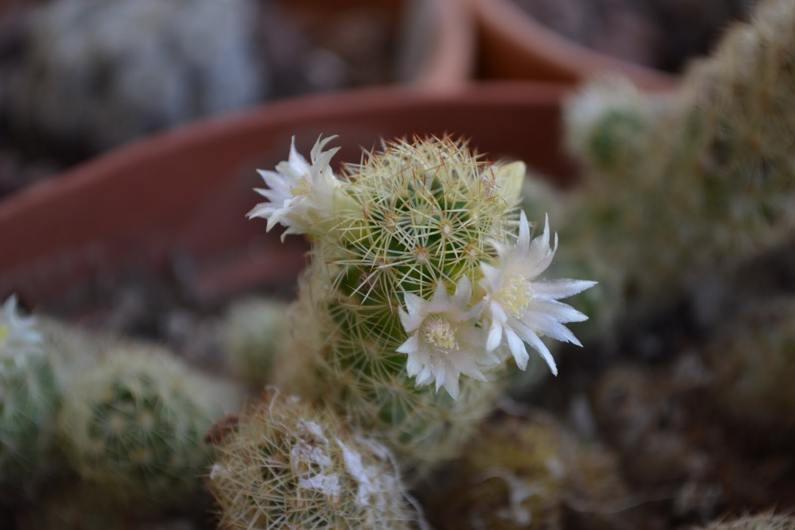 DSC_1301.JPG