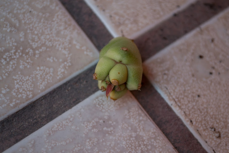 DSC_1324.jpg
